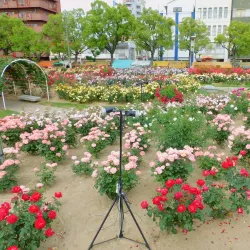 Fukuyama Rose Park - Fukuyama