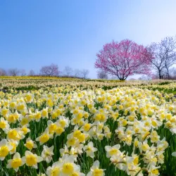 Shobara Park - Fukuyama
