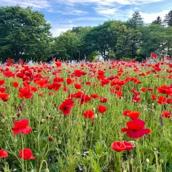 Showa Forest Park - Hachioji