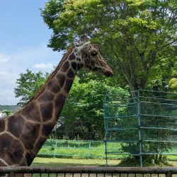 Hamamatsu City Zoo - Hamamatsu