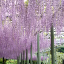 Hamamatsu Flower Park - Hamamatsu