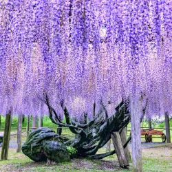 Kawachi Fujien Wisteria Garden - Higashi-osaka