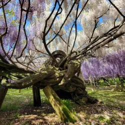 Kawachi Fujien Wisteria Garden - Higashi-osaka