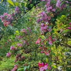 Kawachi Fujien Wisteria Garden - Higashi-osaka