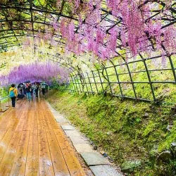 Kawachi Fujien Wisteria Garden - Higashi-osaka