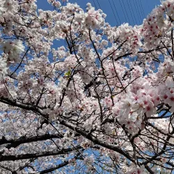 Yoshita Park - Higashi-osaka