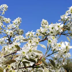 Yamadaike Park - Hirakata