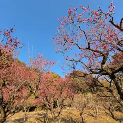 Yamadaike Park - Hirakata