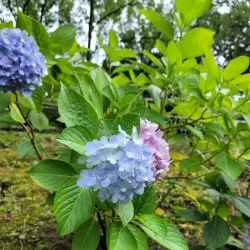 Yamadaike Park - Hirakata