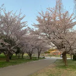 Yamadaike Park - Hirakata