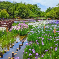 Yamadaike Pond - Hirakata