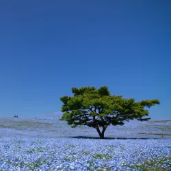 Hitachi Seaside Park - Ibaraki