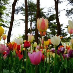 Hitachi Seaside Park - Ibaraki