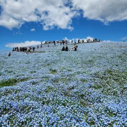 Hitachi Seaside Park - Ibaraki
