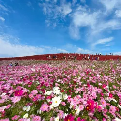 Hitachi Seaside Park - Ibaraki