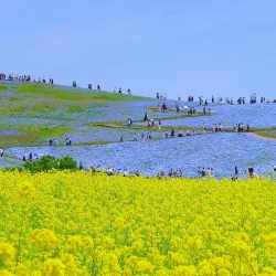 Hitachi Seaside Park - Ibaraki