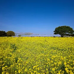 Hitachinaka Seaside Park - Ibaraki