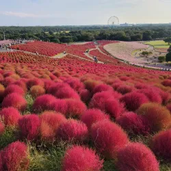Hitachinaka Seaside Park - Ibaraki