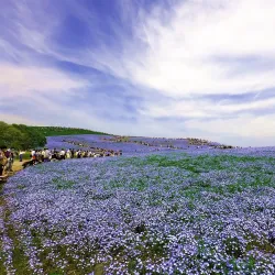 Hitachinaka Seaside Park - Ibaraki