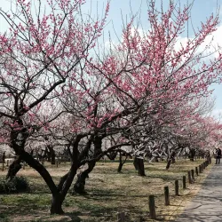 Kairakuen Garden - Ibaraki