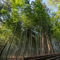 Kairakuen Garden - Ibaraki
