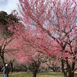 Kairakuen Garden - Ibaraki