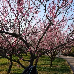 Kairakuen Garden - Ibaraki