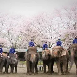 Ichihara Elephant Kingdom - Ichihara