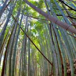 Mt. Shiroyama Hiking Trails - Iwakuni