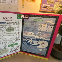 White Snake Museum - Iwakuni