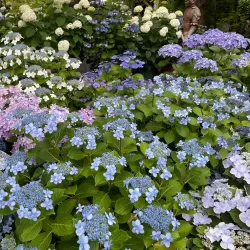 Hasedera Temple - Kamakura