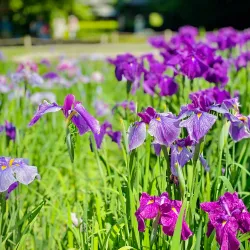 Meigetsu-in Temple - Kamakura