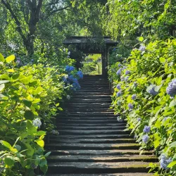 Meigetsu-in Temple - Kamakura