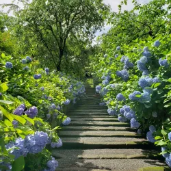 Meigetsu-in Temple - Kamakura
