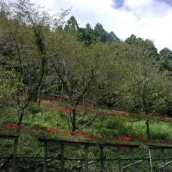 Tosayama Nature Park - Kochi
