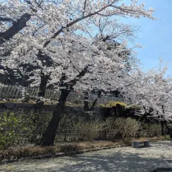 Maizuru Castle Park - Kofu