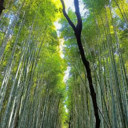 Arashiyama Bamboo Grove - Kyoto