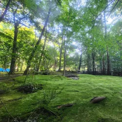 Arashiyama Bamboo Grove - Kyoto