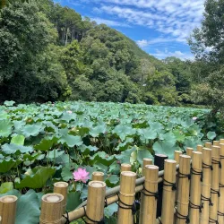 Arashiyama Bamboo Grove - Kyoto