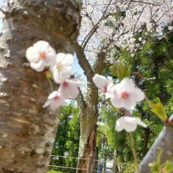 Philosopher's Path - Kyoto