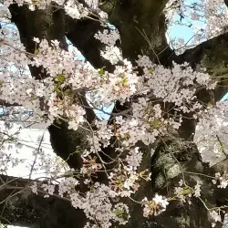 Philosopher's Path - Kyoto