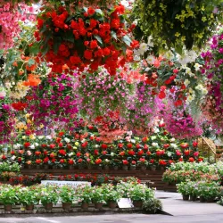 Matsue Vogel Park - Matsue