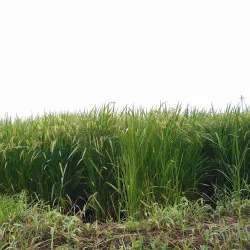 Kitakami River - Morioka