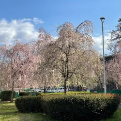 Morioka Castle Ruins (Iwate Park) - Morioka