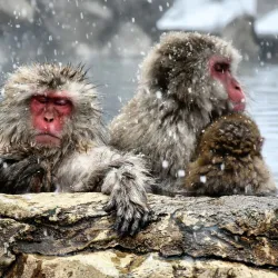 Jigokudani Monkey Park - Nagano