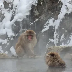Jigokudani Monkey Park - Nagano