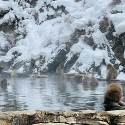 Jigokudani Monkey Park - Nagano