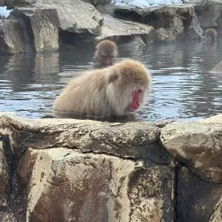 Snow Monkey Resorts and Ski Areas - Nagano