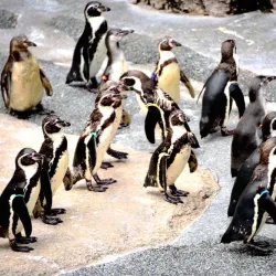Nagasaki Penguin Aquarium - Nagasaki