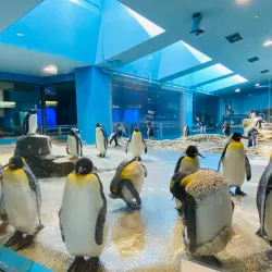 Nagasaki Penguin Aquarium - Nagasaki